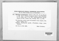 Chlorociboria aeruginosa image